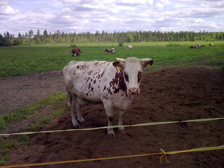 Maataloustuki – mitä se on?