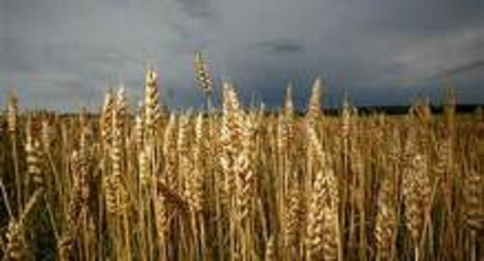 Maatalouden tulevaisuuden näkymät nähtiin valoisana Jalasjärvellä